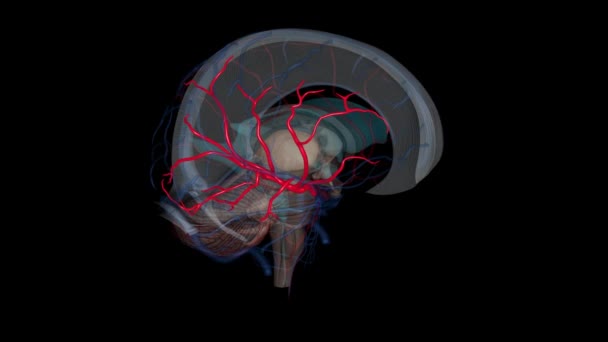 Средняя Мозговая Артерия Является Крупнейшей Ветвью Второй Терминальной Ветвью Внутренней — стоковое видео