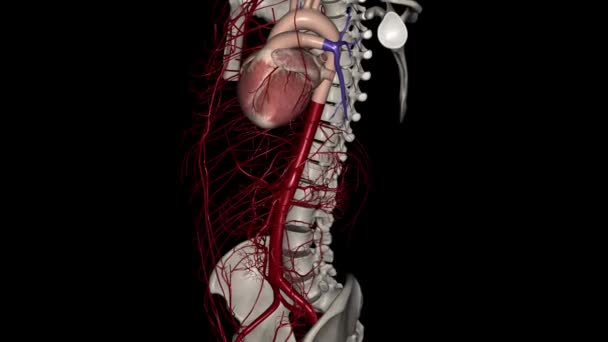 Las Arterias Coronarias Derecha Izquierda Suministran Sangre Corazón — Vídeos de Stock