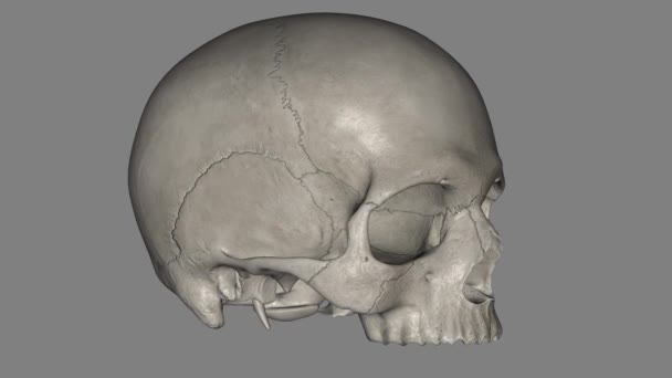 Skull Anterior Spinal Column Bony Structure Encases Brain — Stock Video