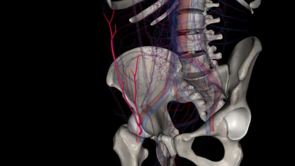 Arteria Epigastrica Superficiale Piccolo Ramo Dell Arteria Femorale — Video Stock