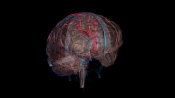 Arteria Cerebral Anterior Rama Terminal Del Segmento Comunicante Arteria Carótida — Vídeo de stock