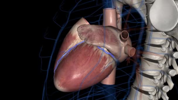 Gran Vena Cardíaca Vena Coronaria Izquierda Una Vena Del Corazón — Vídeos de Stock