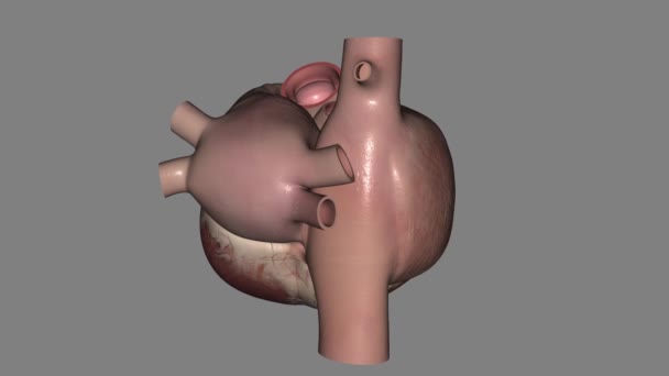 心脏是一个拳头大小的器官 可以向全身输送血液 — 图库视频影像