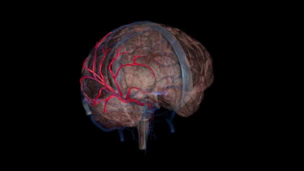 Middle Cerebral Artery Largest Branch Second Terminal Branch Internal Carotid — Stock Video