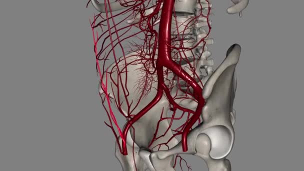Arteria Epigástrica Superficial Una Pequeña Rama Arteria Femoral — Vídeo de stock