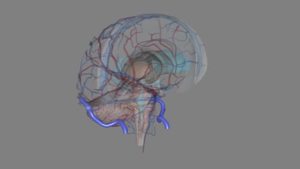 Sigmoid Sinusはペアリングされた頭蓋内静脈チャネルです — ストック動画