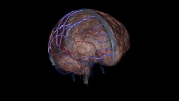 Ανώτερες Εγκεφαλικές Φλέβες Αποστραγγίζουν Ανώτερο Τμήμα Του Εγκεφαλικού Φλοιού — Αρχείο Βίντεο