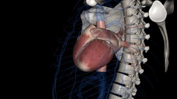 Kalp Damar Boyutlu Tıbbi Animasyon — Stok video