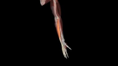 Extensor digitorum, ön kolun arka kısmında bulunan uzun bir kasdır. .