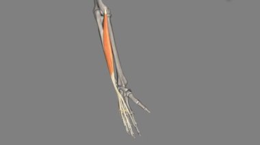 Extensor digitorum, ön kolun arka kısmında bulunan uzun bir kasdır. .