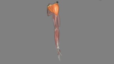 Deltoid, kürek kemiği düzlemindeki kolun yükselmesinden sorumludur ve bunu yaparken kasılması da humeral kafanın yükselmesine neden olur..