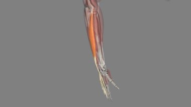 Extensor digitorum, ön kolun arka kısmında bulunan uzun bir kasdır. .