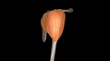 Deltoid, kürek kemiği düzlemindeki kolun yükselmesinden sorumludur ve bunu yaparken kasılması da humeral kafanın yükselmesine neden olur..