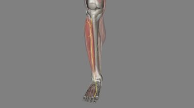 Derin peroneal sinir (ayrıca derin fibular sinir olarak da bilinir), baldırın çevresel siniridir..