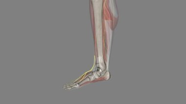 Orta sırt cutaneous sinir 3d