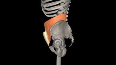 Transversus abdominis karın duvarının yan taraflarında bulunan geniş bir kas örtüsüdür..