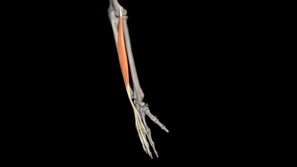Mięśnie Międzykostne Grzbietu Krótkimi Dwunożnymi Wewnętrznymi Mięśniami Dłoni — Wideo stockowe