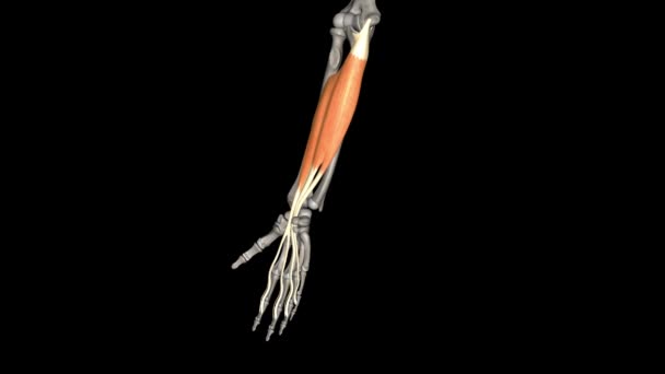 股骨上屈肌屈肌在近端指间关节内侧四指的中指处反射 — 图库视频影像