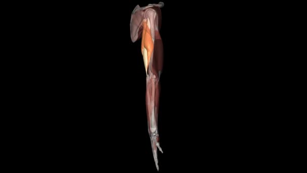 Tríceps Braquial Cabeça Longa Lateral — Vídeo de Stock