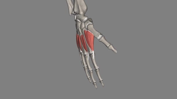 Dorsal Interossei Muscles Short Bipennate Intrinsic Muscles Hand — Stock Video