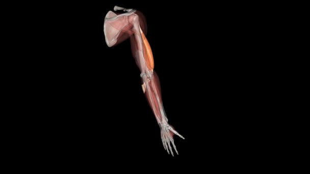 二頭筋 一般的に二頭筋として知られており 上腕の中央部分の大きな厚い筋肉です — ストック動画