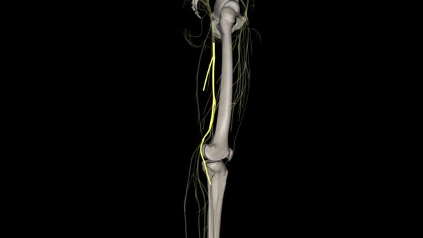 常见的腹腔神经是坐骨神经的较小和端支 — 图库视频影像
