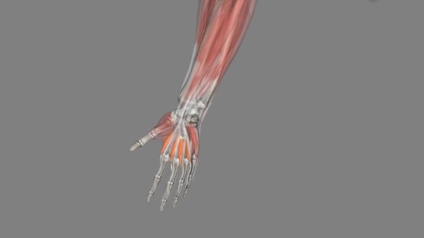Lumbricais São Músculos Profundos Mão Que Flexionam Articulações Metacarpofalângicas — Vídeo de Stock
