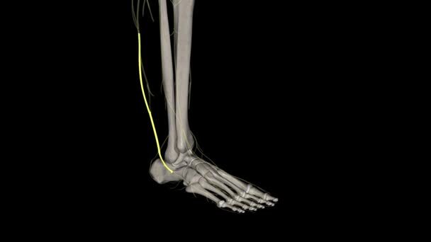 Хірургічний Нерв Чисто Чутливим Забезпечує Відчуття Нижньої Бічної Ноги Бічної — стокове відео