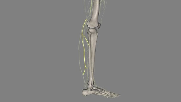腹腔鏡の外皮切断神経は 脚の後部および後部表面に皮膚を供給する — ストック動画