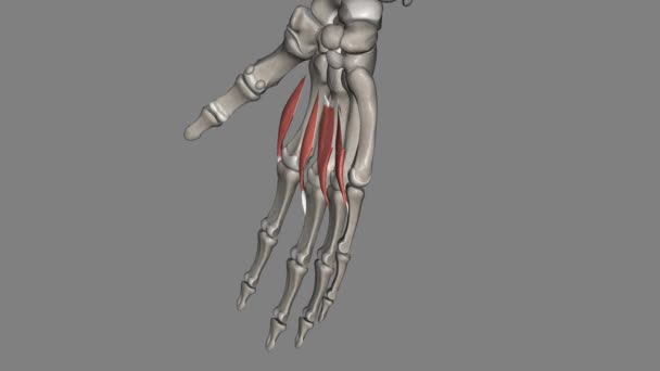 Lumbricals Deep Muscles Hand Flex Metacarpophalangeal Joints — Stok Video