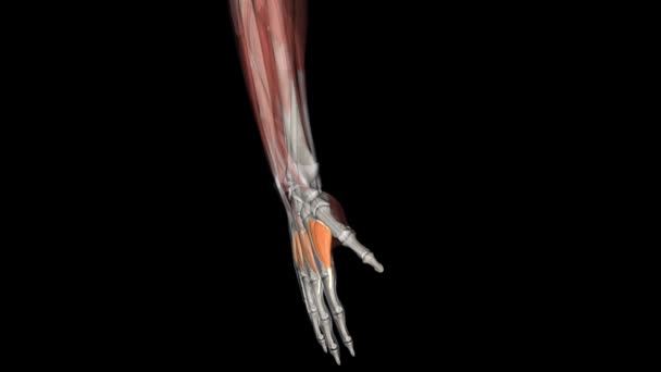 Dorsal Interossei 근육은 두번째 세번째 네번째 손가락을 납치하는 근육입니다 — 비디오