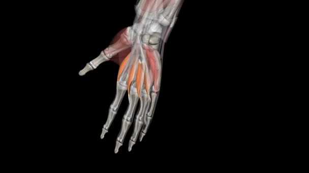 ルーブリカルは メタカルポパレンジョイントを柔軟にする手の深い筋肉です — ストック動画