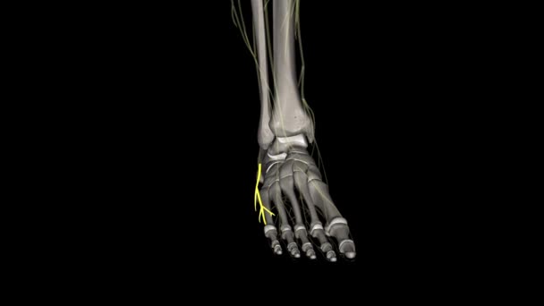 Nervul Cutanat Dorsal Lateral Este Ramură Cutanată Piciorului — Videoclip de stoc