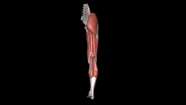 Extremidad Inferior Músculos Huesos — Vídeo de stock