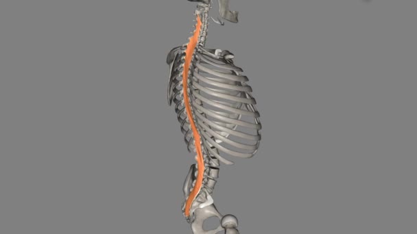 Multifidus Muscle Important Stabilizer Lumbar Spine — Stock Video