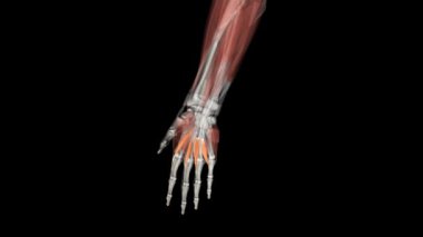 Keresteler, metakarpophalangeal eklemleri esneten elin derin kaslarıdır. .