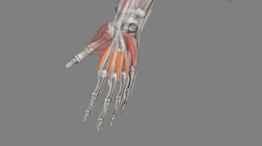 Keresteler, metakarpophalangeal eklemleri esneten elin derin kaslarıdır. .