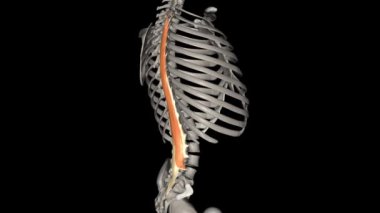 Longissimus torasis kası, erektör spinae kaslarının en büyüğüdür. .