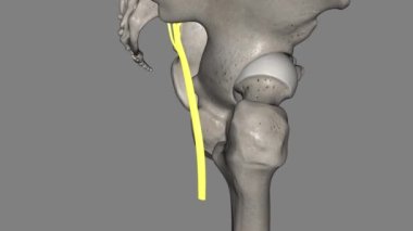 Peroneal sinir, fibular sinir olarak da bilinir. .
