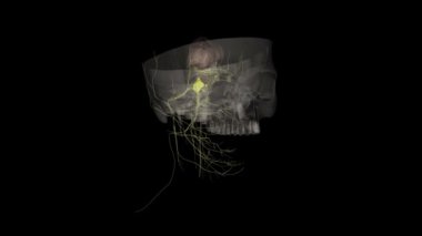 Trigeminal ganglion, mağara sinüsünün yan tarafında, şakak kemiğinde bir depresyonda. .