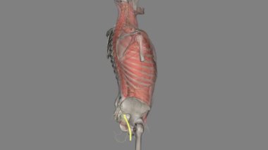 Peroneal sinir, fibular sinir olarak da bilinir. .