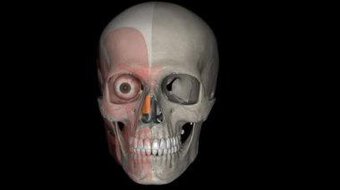 Nasalis burun kemiğini kaplayan bir çift kas. .