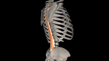 Longissimus torasis kası, erektör spinae kaslarının en büyüğüdür. .