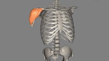 Deltoid kas, glenohumeral eklem üzerinde uzanan ve omuza yuvarlak konturunu veren büyük üçgen şekilli bir kasdır.