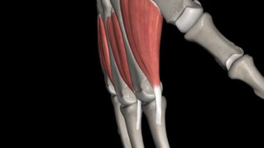 Sırt interossei kasları ikinci, üçüncü ve dördüncü parmakları kaçıran kaslardır..