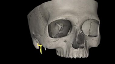 Yüz sinirleri 7. kraniyal sinirdir ve yüz hareketlerini ve ifadesini kontrol eden sinir liflerini taşır..