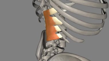 Serratus posterior alt kaburgaları geriye ve aşağı doğru çekerek gövdenin dönüşüne ve genişlemesine yardımcı olur. .