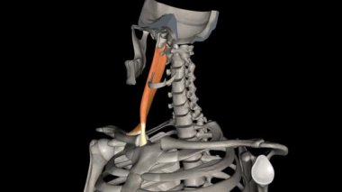 Sternokleidomastoid kas en büyük ve yüzeysel boyun kaslarından biridir. .