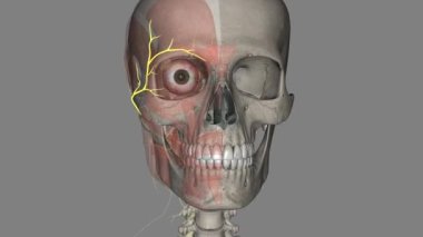 Yüz sinirinin geçici bölümünün yeri klinik olarak önemlidir çünkü cerrahi işlemler sırasında yaralanmalara karşı savunmasızdır. .