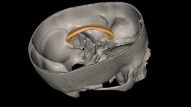 Corpus callosum beynin sol tarafını sağ tarafa bağlar, her iki taraf da yarım küre olarak bilinir. .